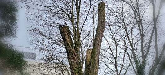 Eulenbaum Habitat
